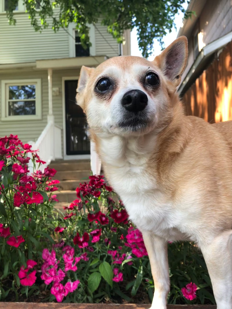 A photo of Harris's dog