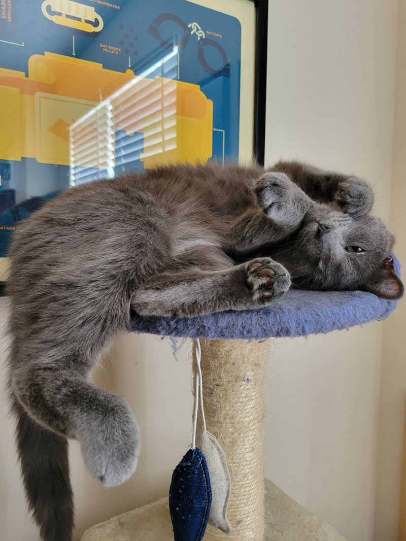 A photo of Olivia's cat on a cat tree
